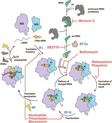 Translation-Targeting RiPPs and Where to Find Them